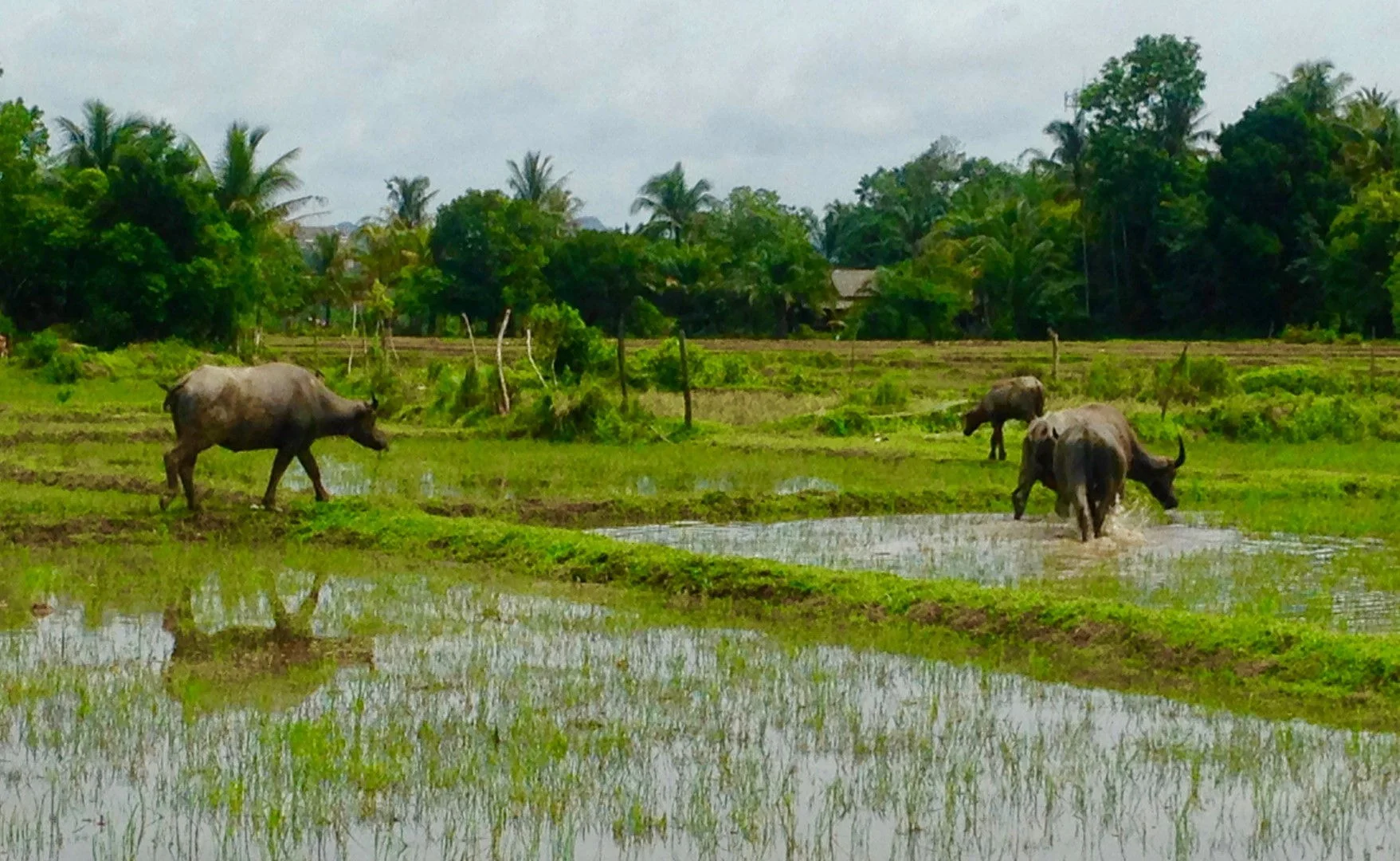 buffalo rice field