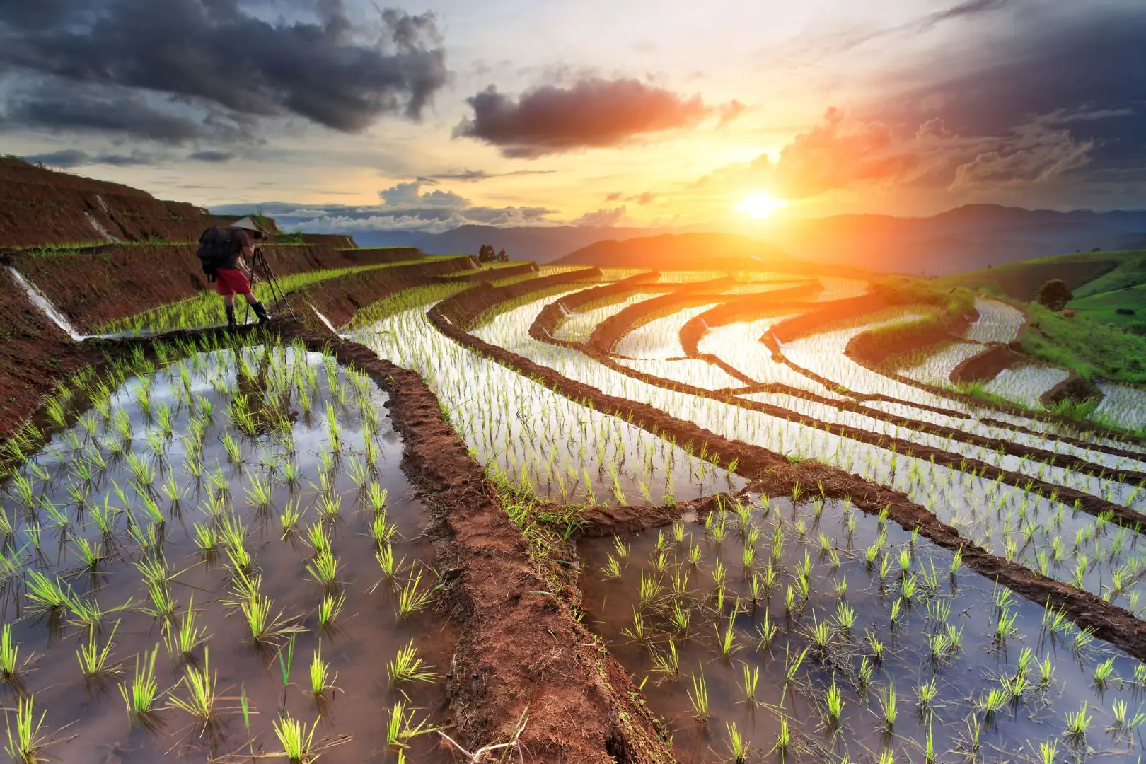 chiang mai rice field