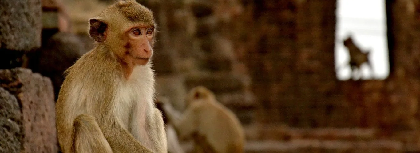 decouverte de la ville aux singes