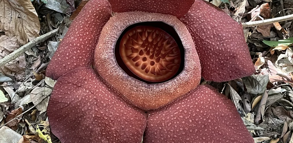 decouvrez la fascinante rafflesia la plus grande fleur du monde