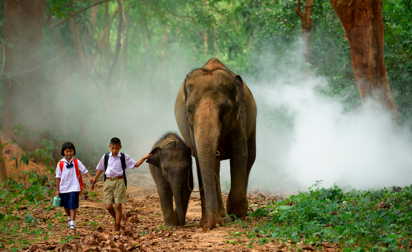 elephant with children elephant with children