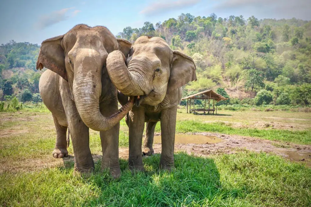 elephants