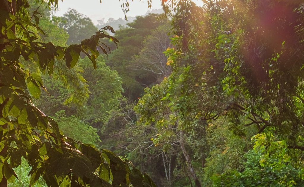 half day guided rainforest hike our jungle ()