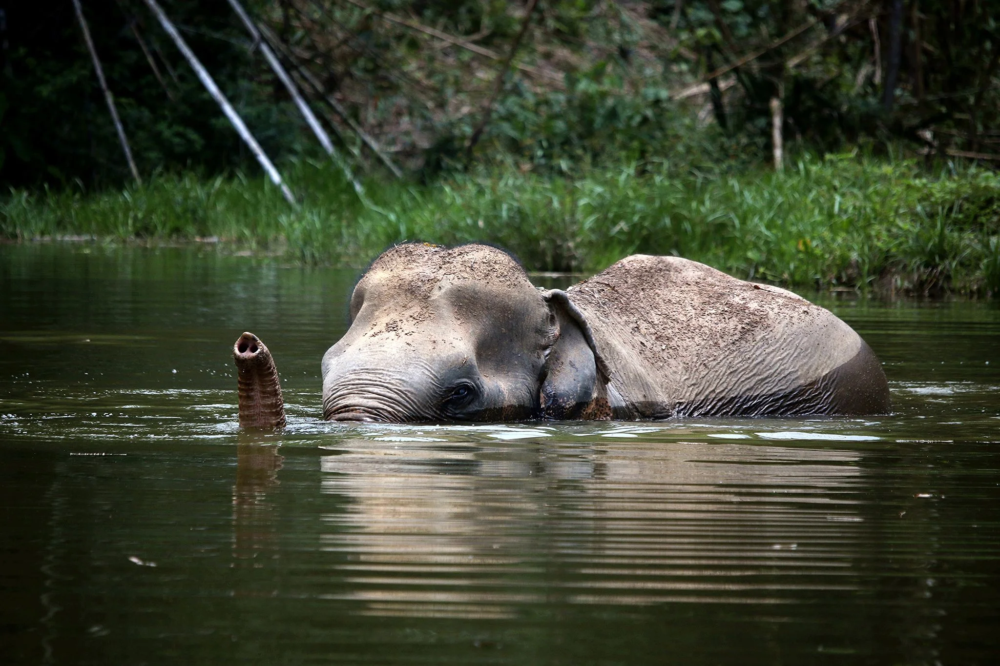 journe de volontariat dans un sanctuaire dlphant groupe anglophone