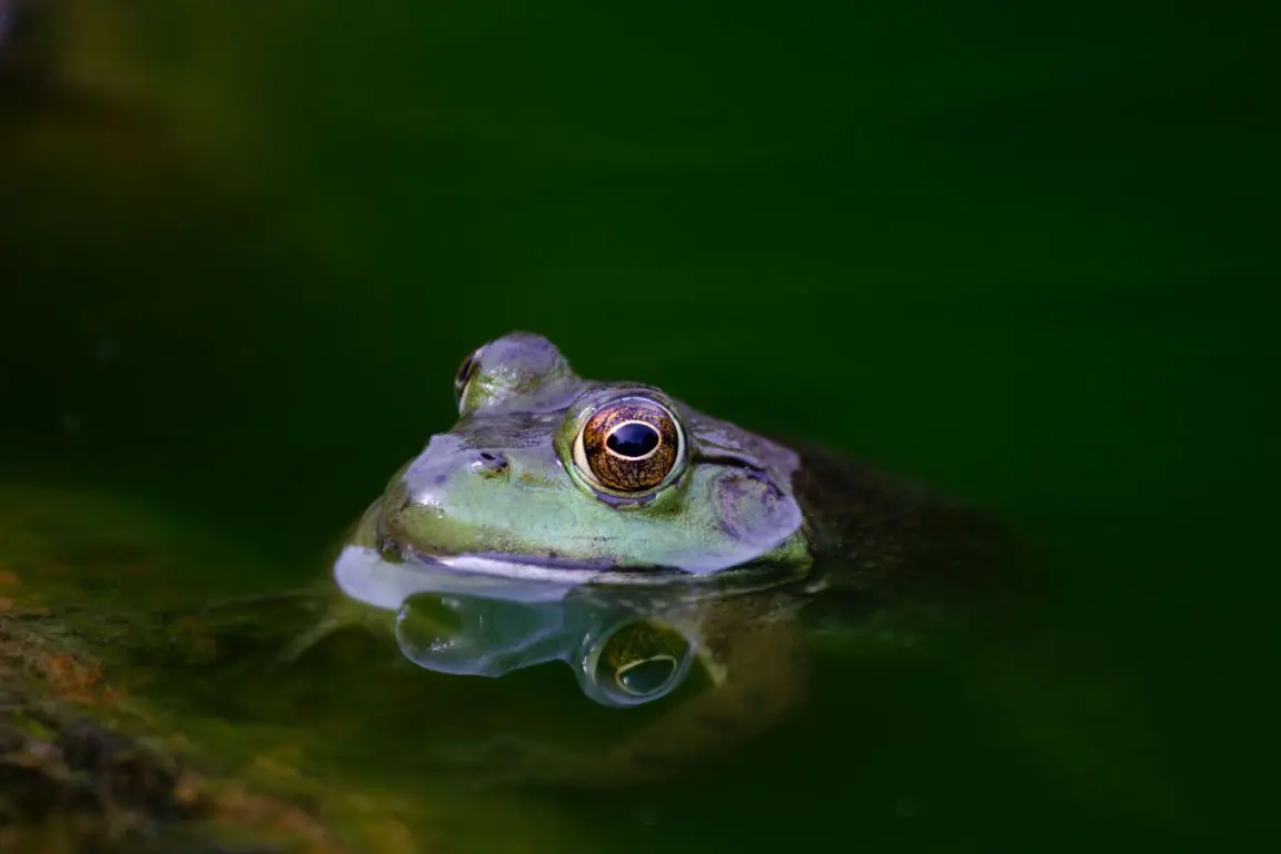 khao yai animal