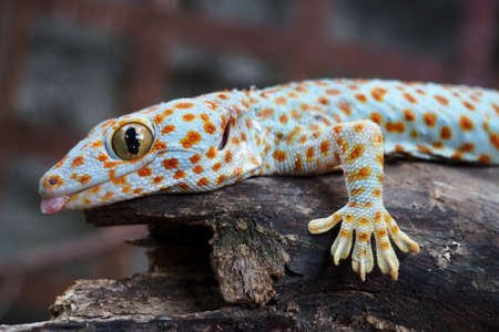 la poursuite de la faune et des grenouilles thalandaises la poursuite de la faune et des grenouilles thalandaises