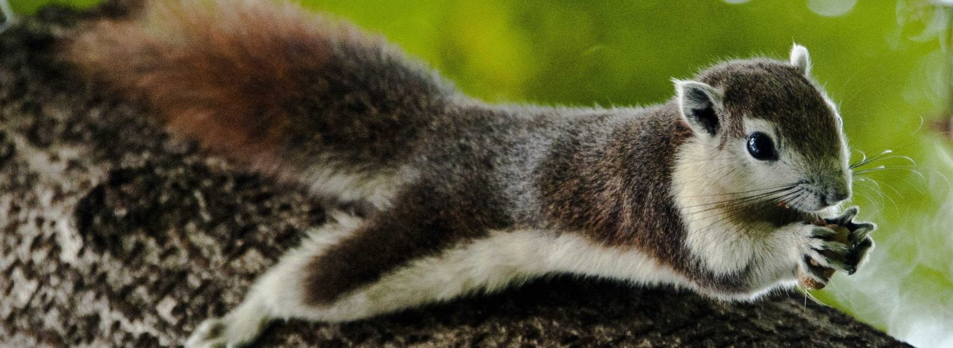 la poursuite de la faune et des grenouilles thalandaises la poursuite de la faune et des grenouilles thalandaises