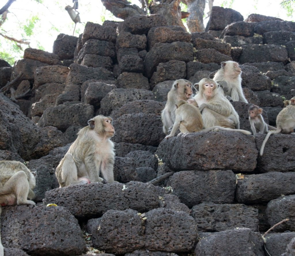 lopburi monkey ()