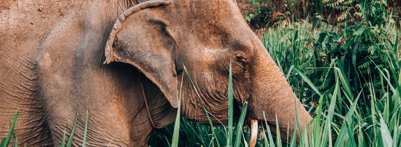 pourquoi dire non au trekking avec les lphants pourquoi dire non au trekking avec les lphants