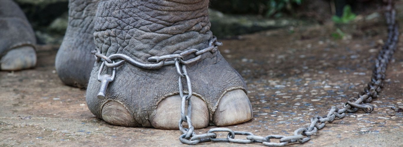 pourquoi dire non au trekking avec les lphants pourquoi dire non au trekking avec les lphants