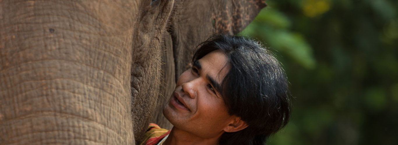 pourquoi dire non au trekking avec les lphants pourquoi dire non au trekking avec les lphants