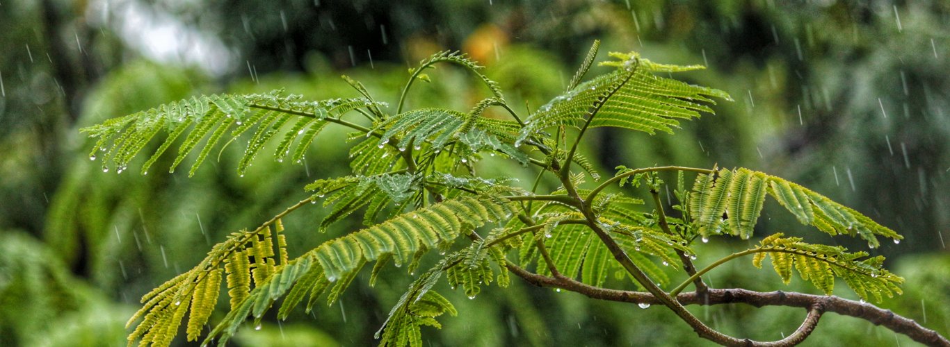 rain plant
