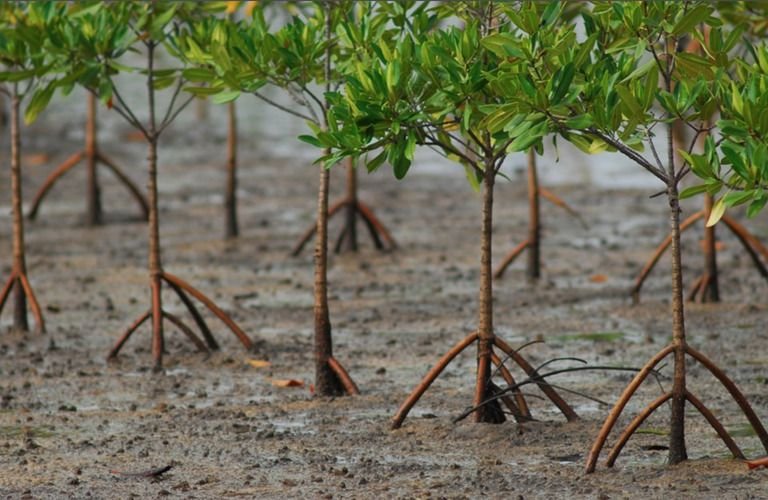 restauration de la mangrove avec un biologiste marin privee anglophone ()