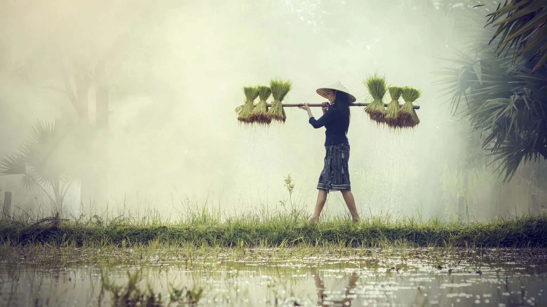 rice field chiang mai