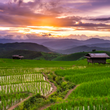 rice field