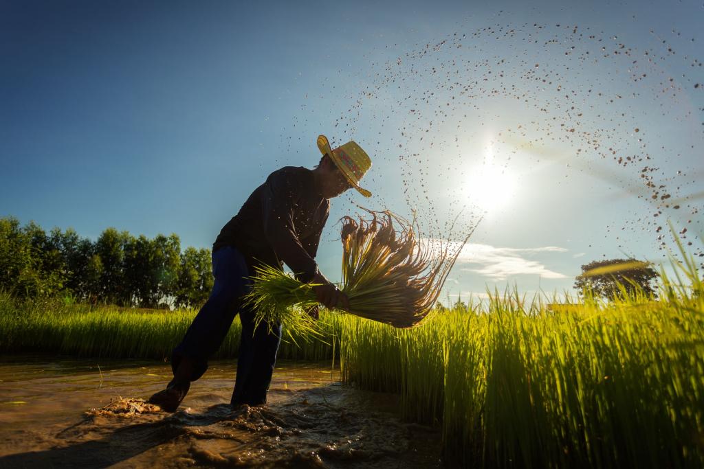 sukhothai countryside