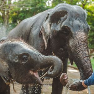 thailand elephants