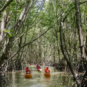 Kayak à Krabi : Mangrove et grotte Khao Khanap Nam