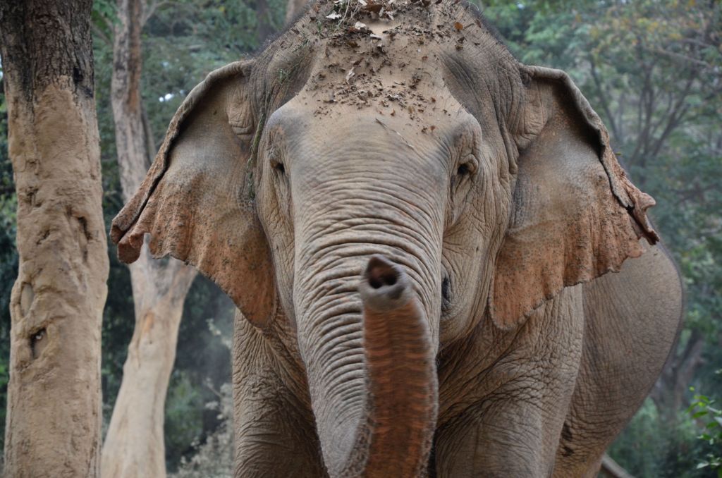 Asian elephant standing in a forested area