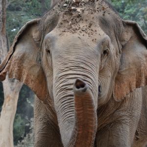 Asian elephant standing in a forested area