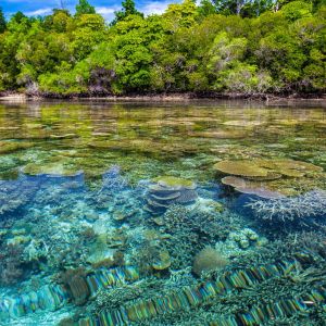 Conservation des récifs coralliens à Krabi