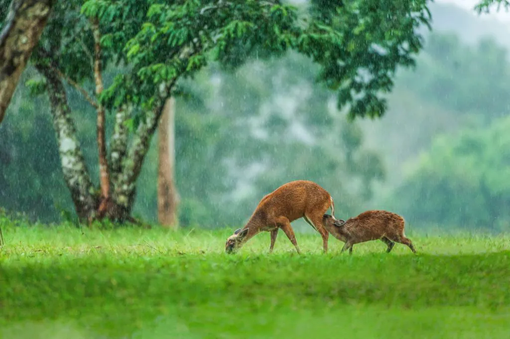 khao yai animaux x