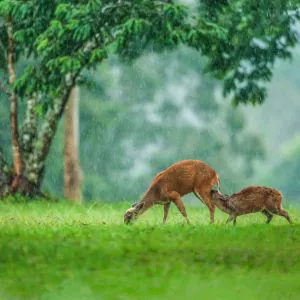 Voyage en couple au cœur de la faune et de la nature