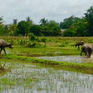 buffalo rice field