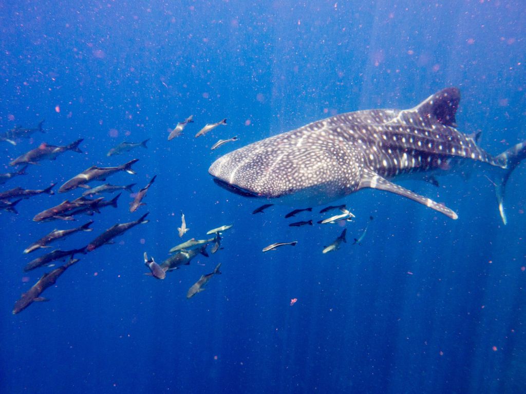 fish dive shark