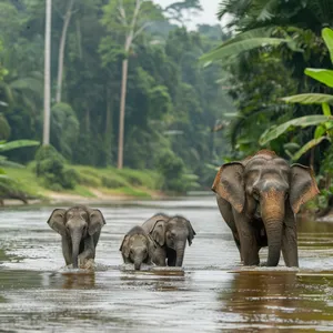 Sanctuaire à Chiang Mai : demi-journée de rencontre avec les éléphants